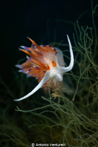 Cratena peregrina nudibranch_May 2025
(CanonRF100, 1/200... by Antonio Venturelli 